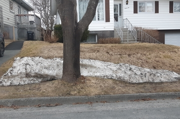 a pile of dirty April snow behind a tree trunk on a sidewalk